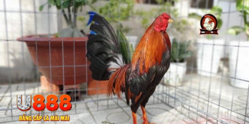 f8bet10 vip casino máy tính